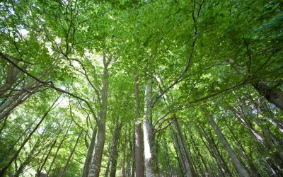 broadleaf-forest-near-lavertezzo-valle-verzasca-2026-03-26-08-27-53-utc