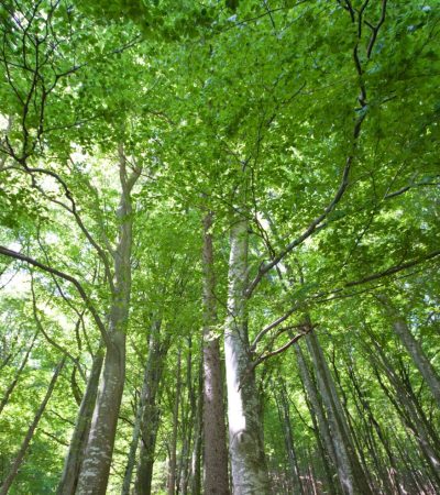broadleaf-forest-near-lavertezzo-valle-verzasca-2026-03-26-08-27-53-utc