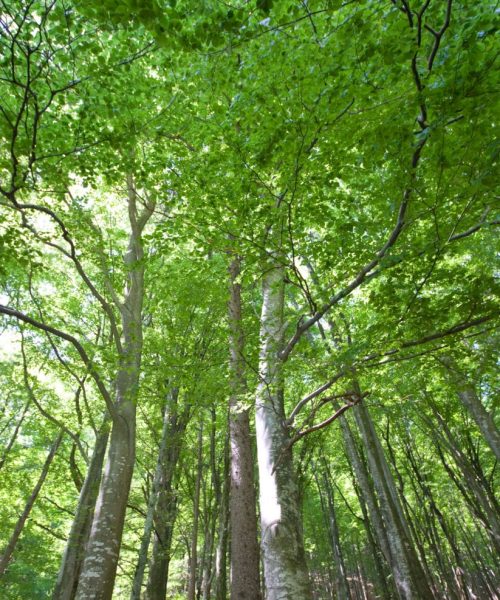 broadleaf-forest-near-lavertezzo-valle-verzasca-2026-03-26-08-27-53-utc