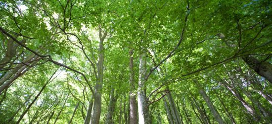 broadleaf-forest-near-lavertezzo-valle-verzasca-2026-03-26-08-27-53-utc