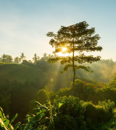 COP 16 Corporate Sustainability Reports